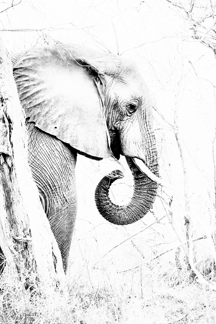 Elefant Schwarz Weiss Foto Bild Tiere Wildlife Saugetiere Bilder Auf Fotocommunity