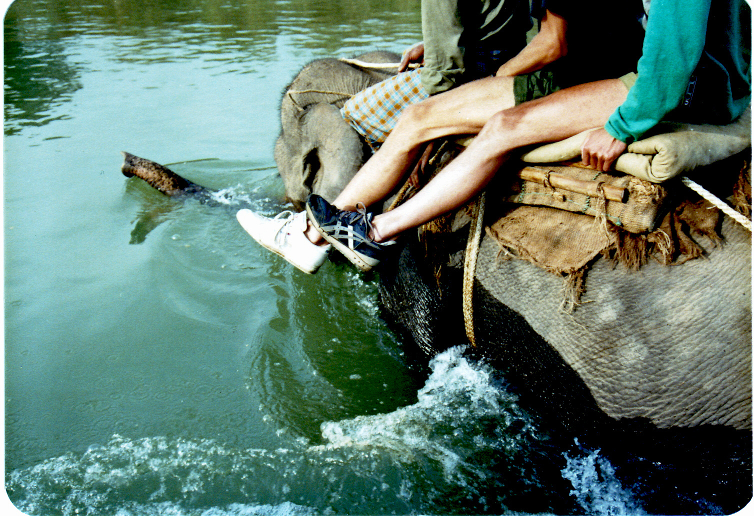 Elefant schwimmt mit uns  durch den Fluss.