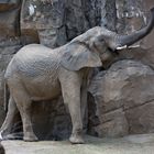 Elefant schwingt den Rüssel