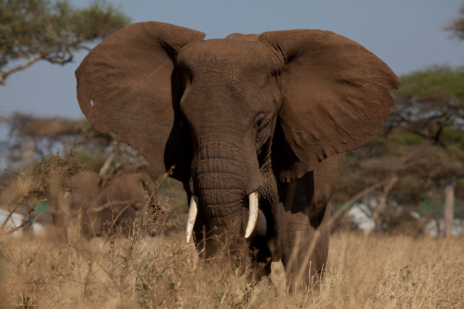 Elefant - Serengeti NP