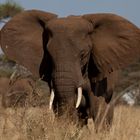 Elefant - Serengeti NP