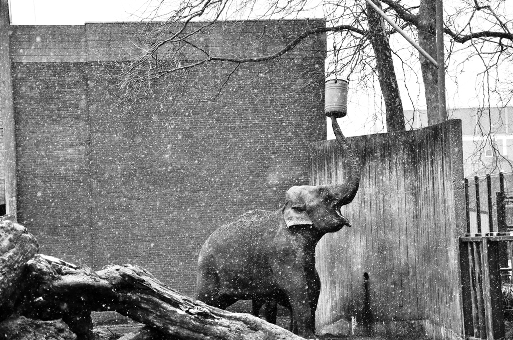 elefant snow