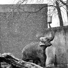 elefant snow