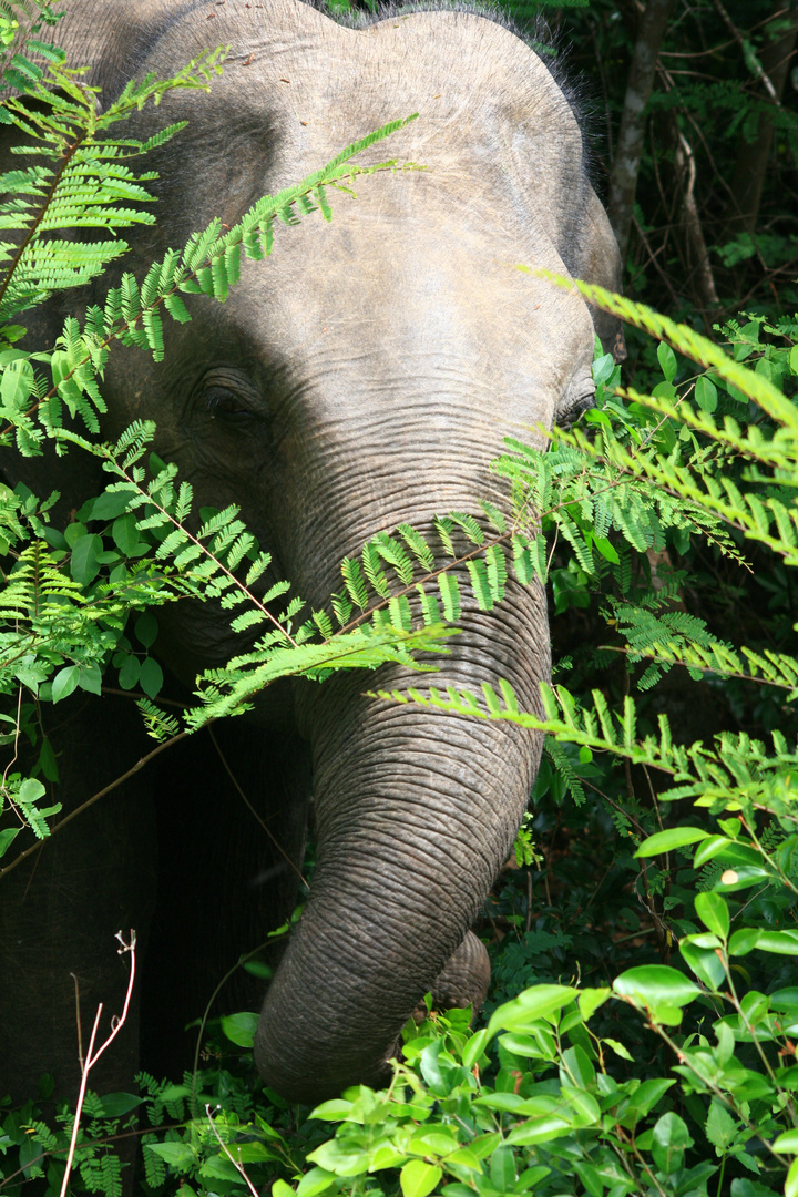 Elefant - Sri Lanka