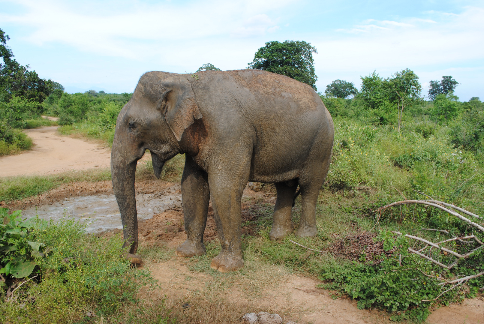 Elefant Sri Lanka 