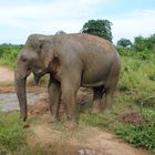 Elefant Sri Lanka 