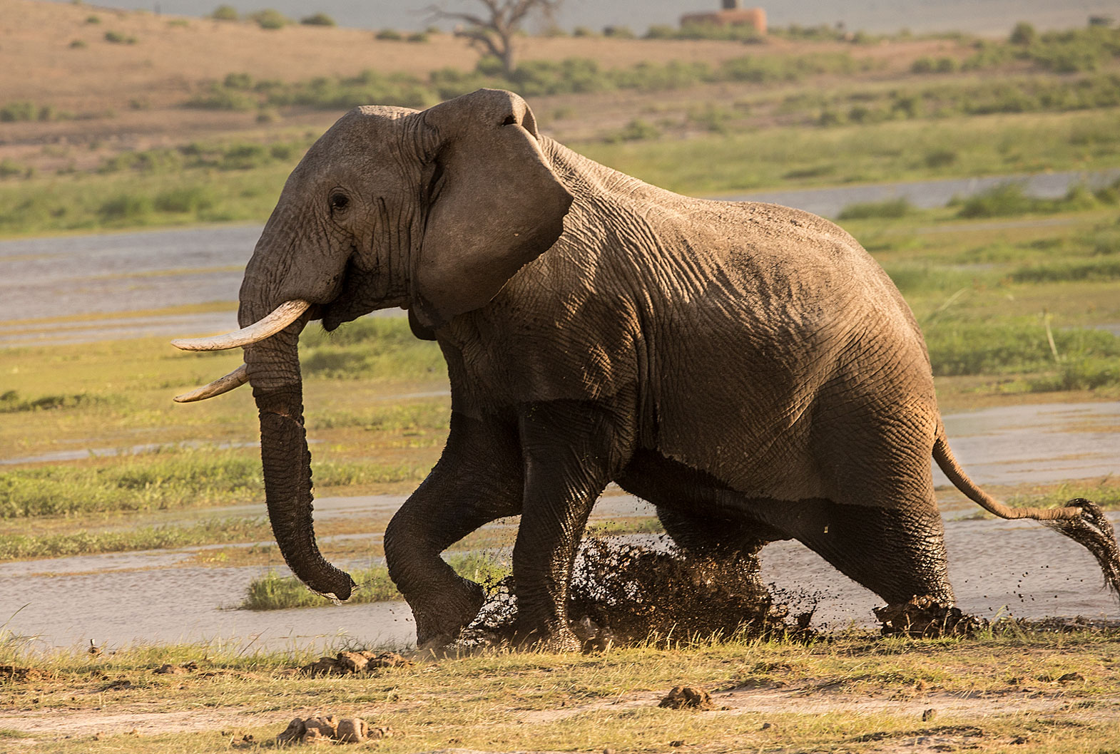 Elefant steigt aus dem Sumpf