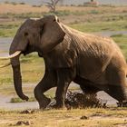 Elefant steigt aus dem Sumpf