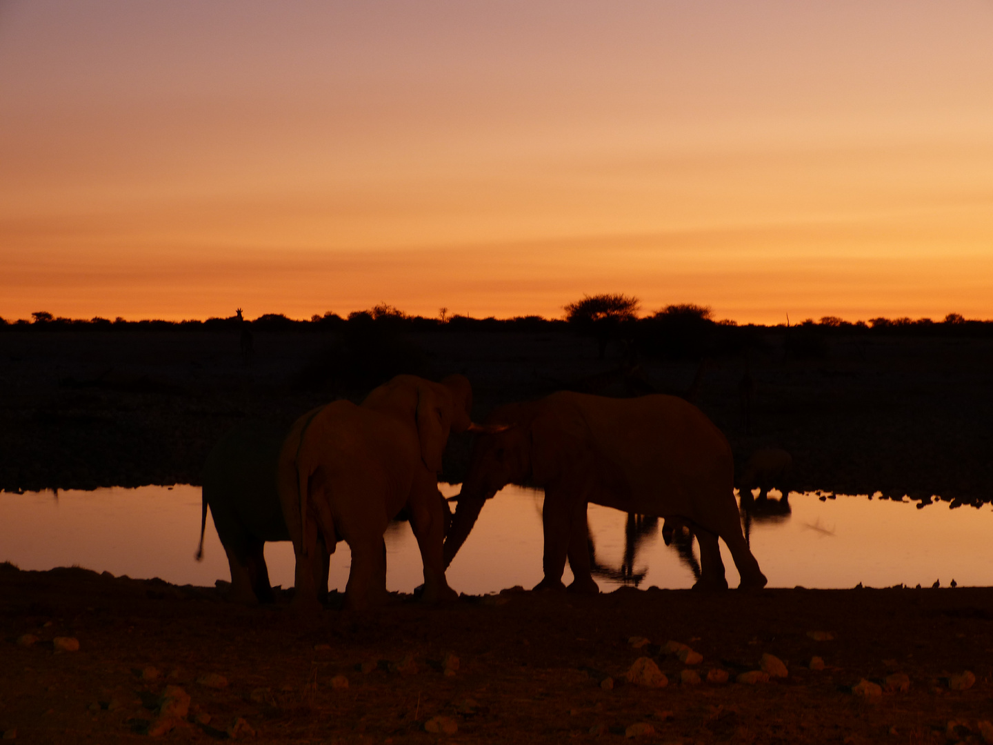 Elefant - Südafrika