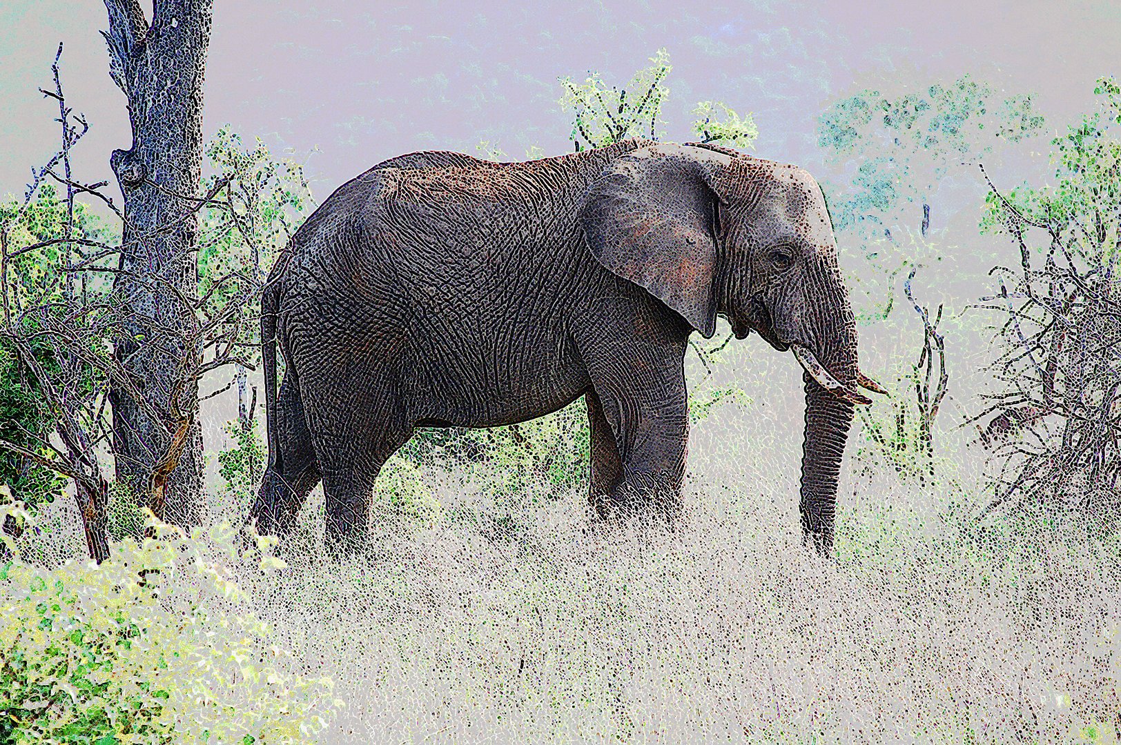 Elefant Südafrika