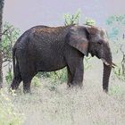 Elefant Südafrika