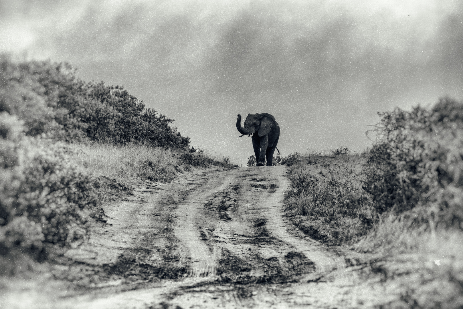 Elefant Südafrika SW 3
