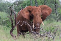 Elefant - Tarangire NP