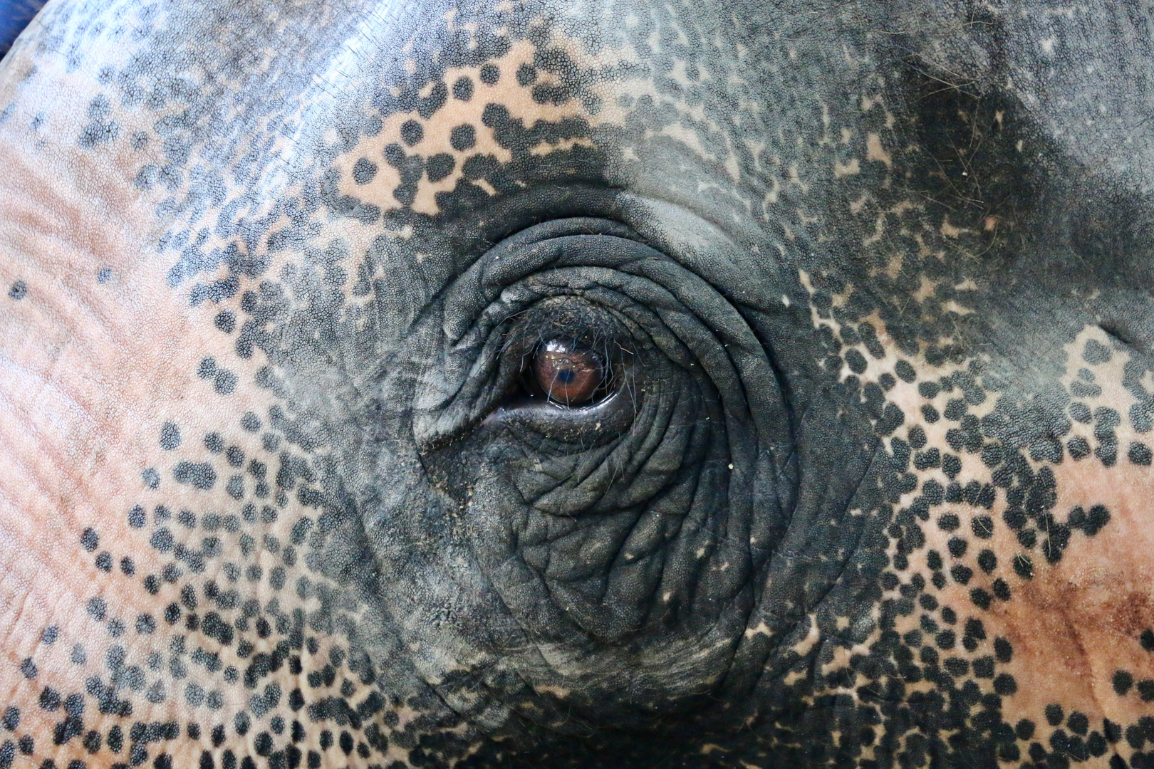Elefant Thailand