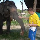 Elefant Thailand Ko Phangan