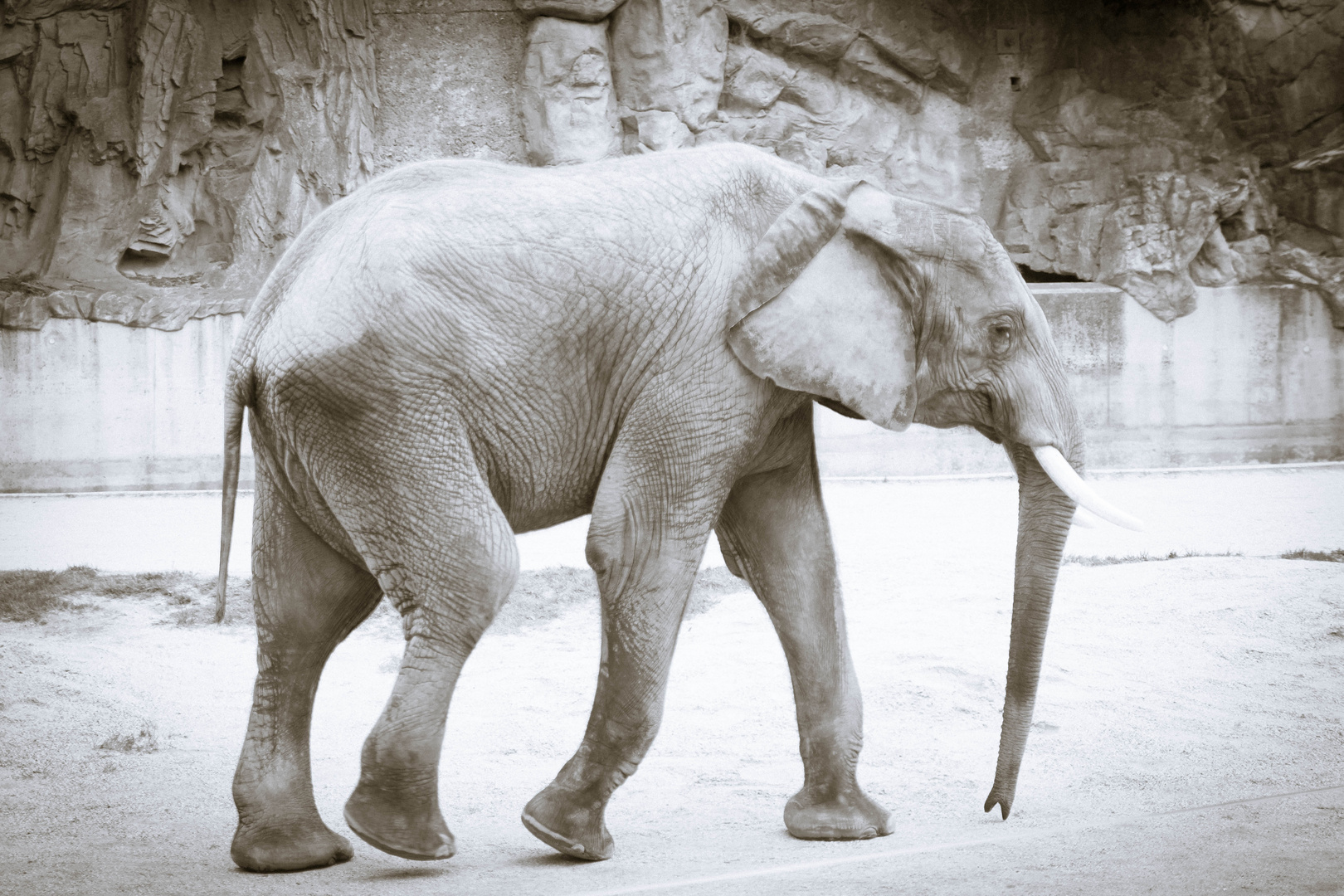 Elefant Tierpark Schönbrunn