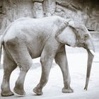 Elefant Tierpark Schönbrunn