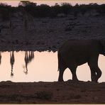 Elefant Traenke Namibia ca-83-col