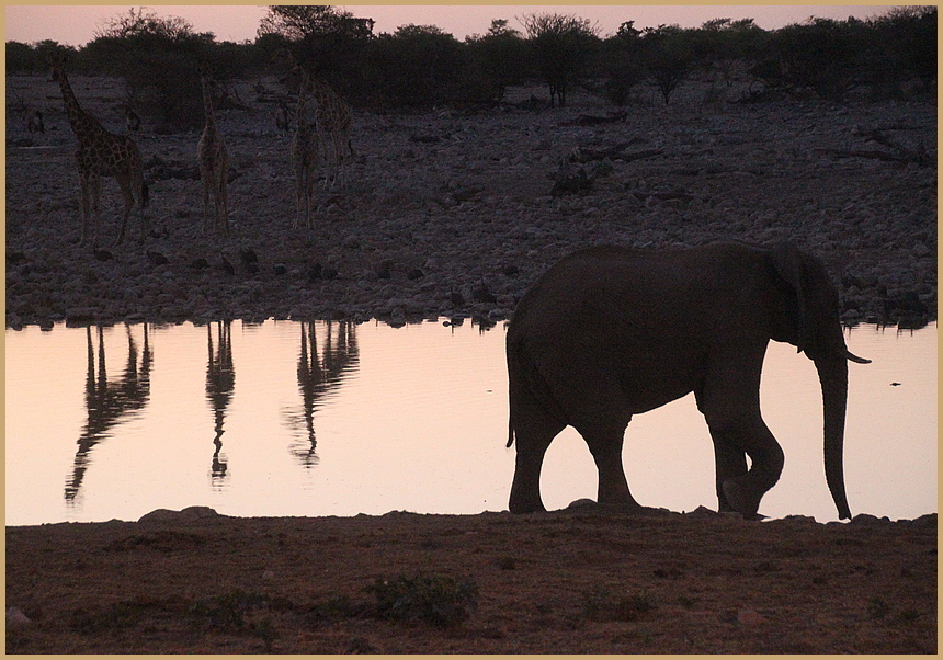 Elefant Traenke Namibia ca-83-col