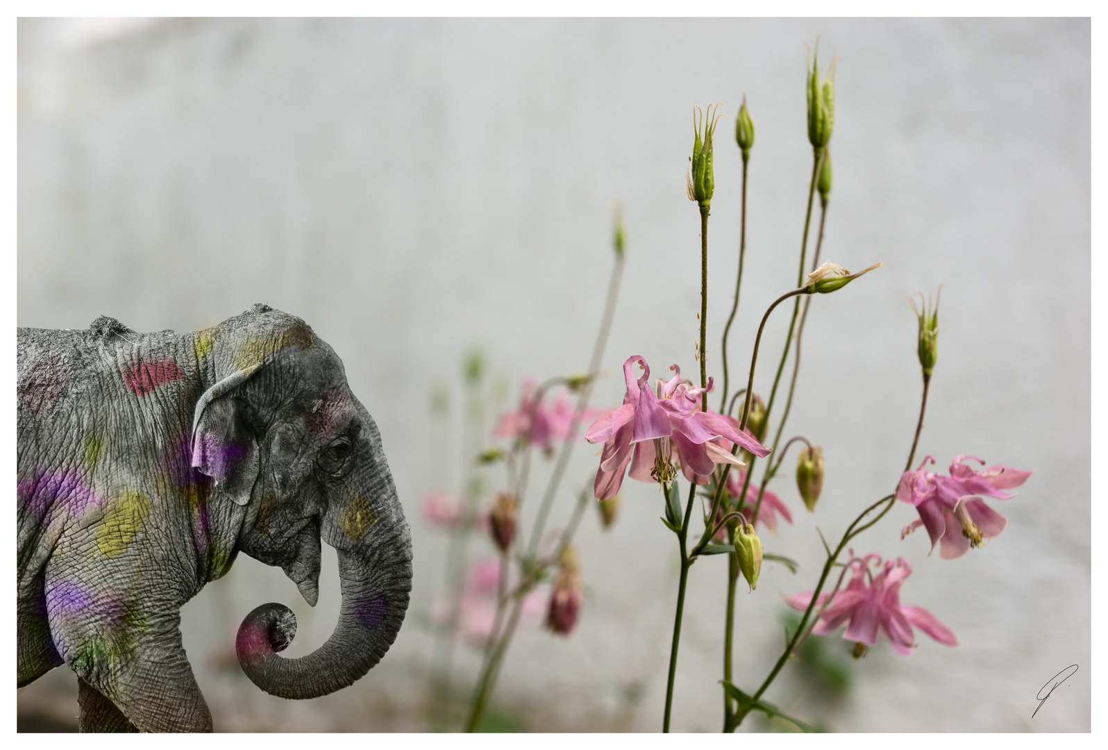 Elefant trifft Akelei und nimmt Farbe