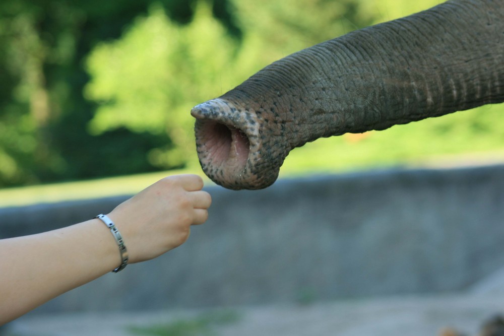 Elefant trifft Mensch