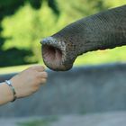 Elefant trifft Mensch