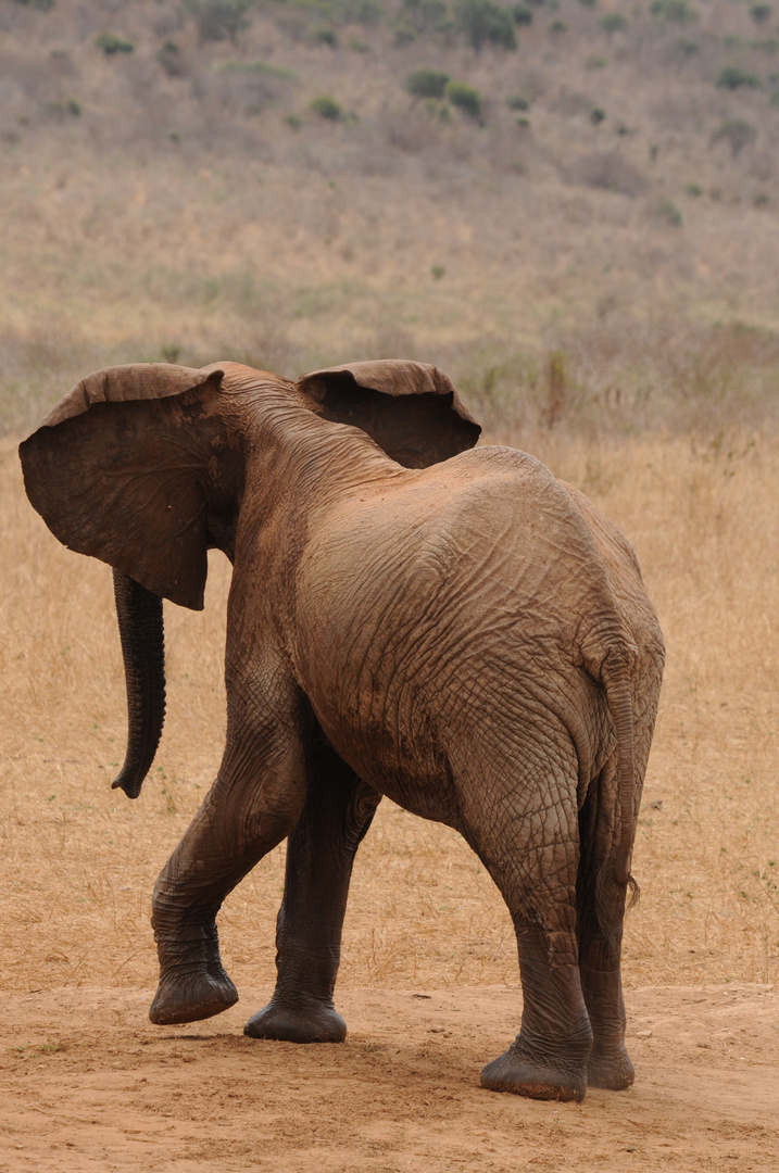 Elefant Tsavo West ( Kenia )