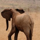 Elefant Tsavo West ( Kenia )