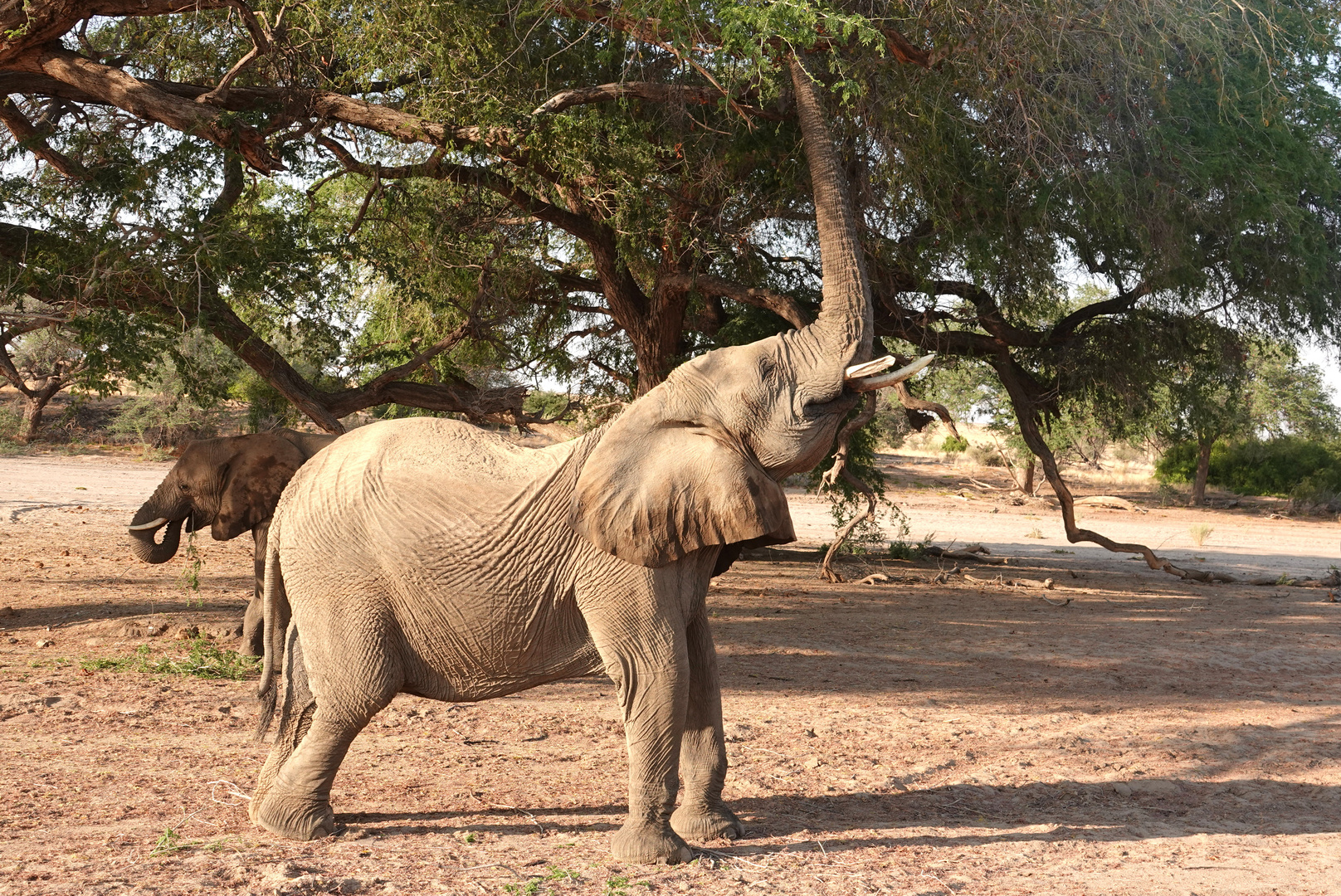 Elefant - Ugab Trockenfluss