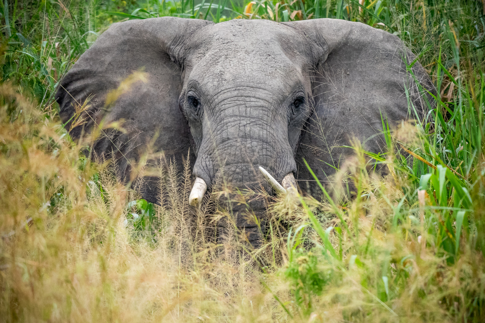 Elefant Uganda 