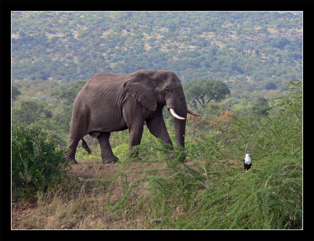 Elefant und...