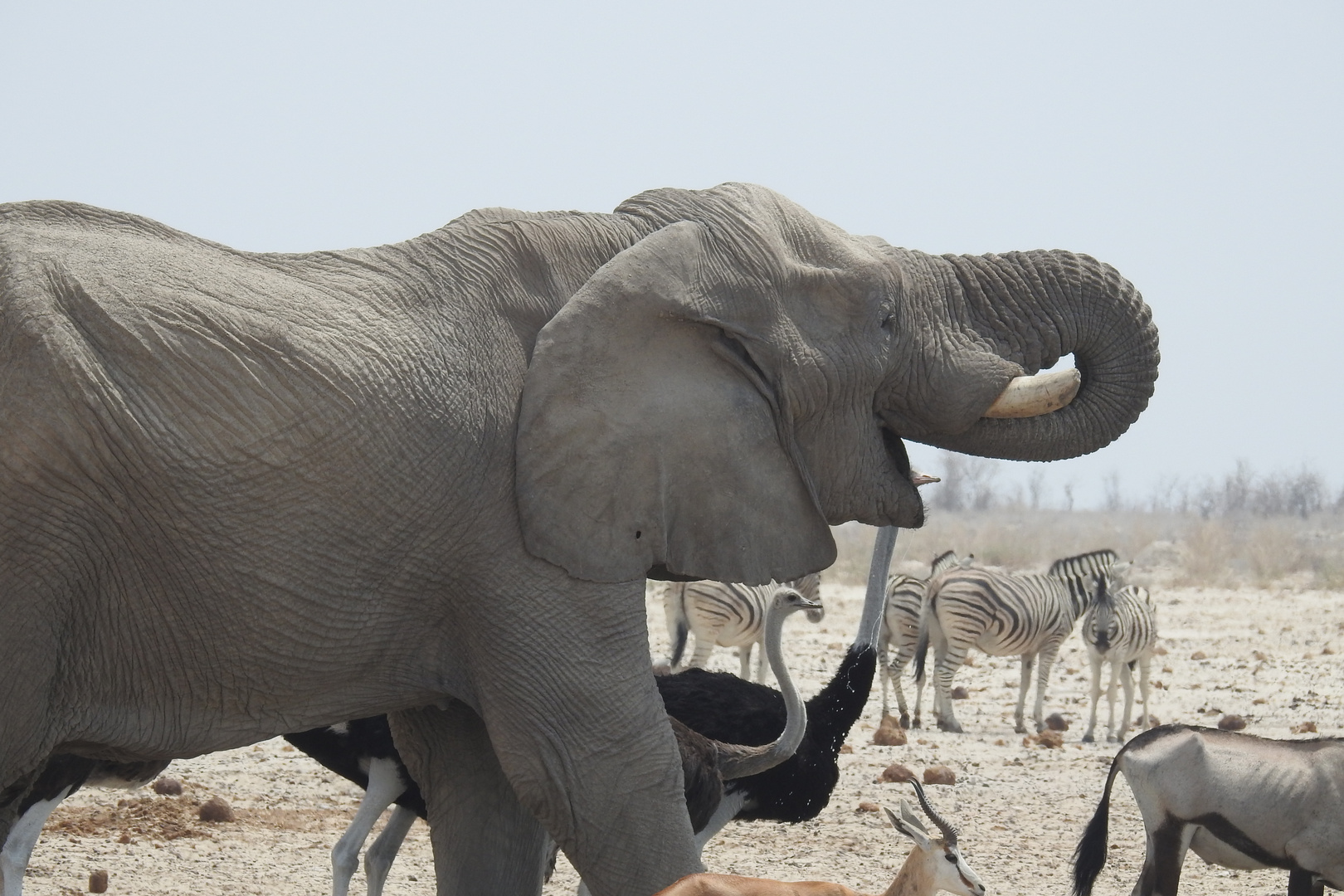 Elefant und andere Tiere am Wasserloch - Etosha NP