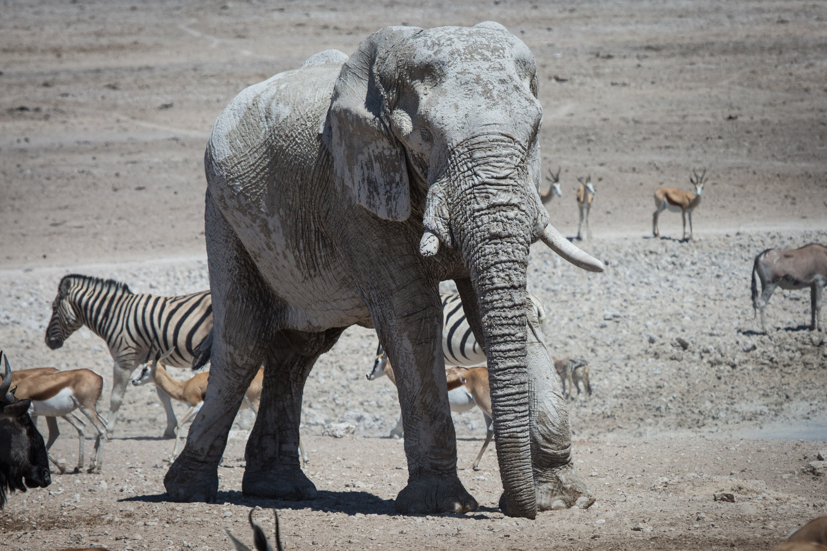 Elefant und andere Tiere an der Tränke