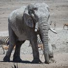 Elefant und andere Tiere an der Tränke