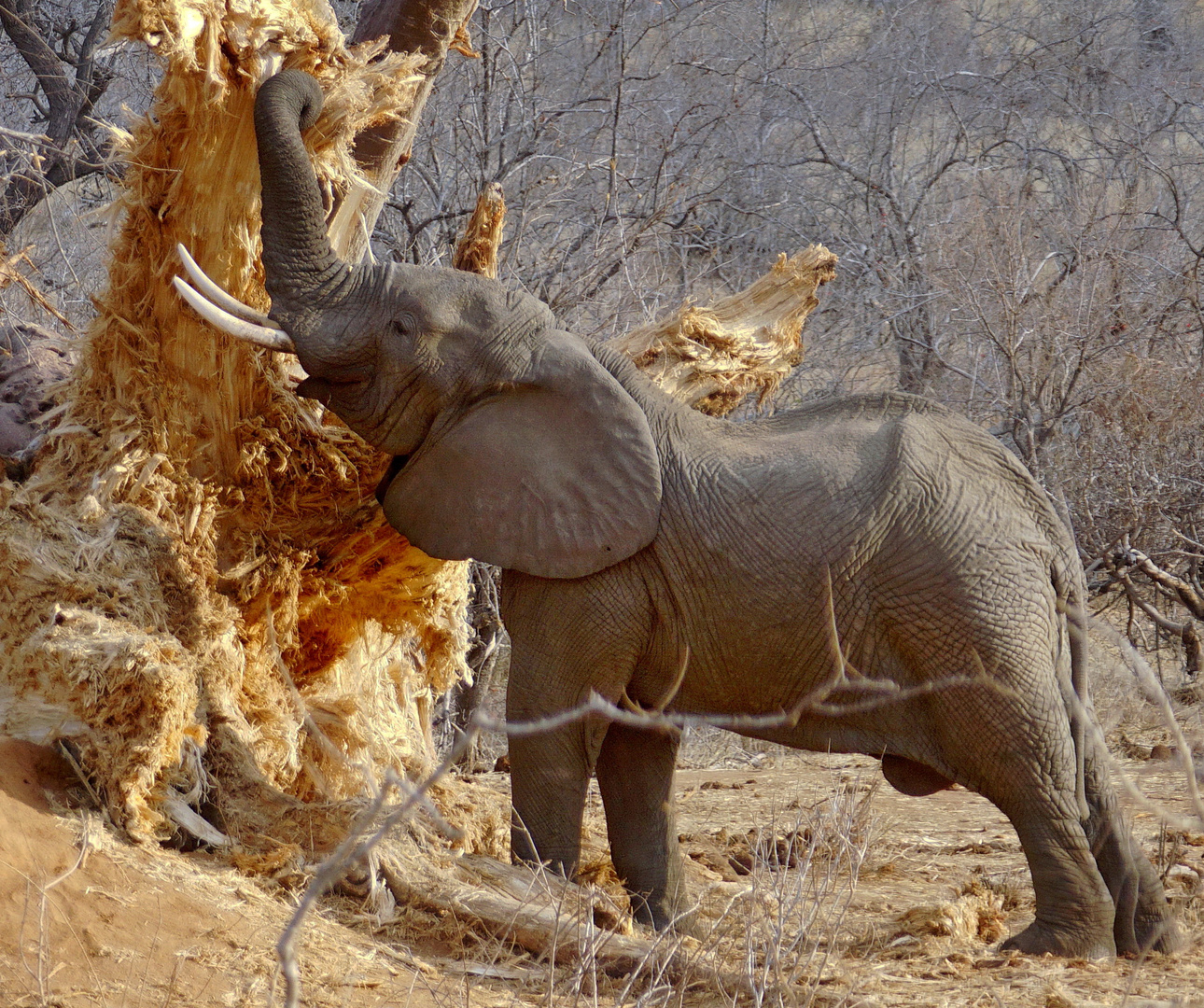 Elefant und Baobab