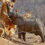 Elefant und Baobab