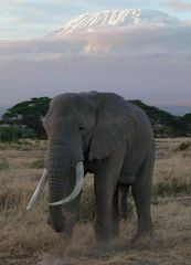 Elefant und Kilimandscharo..