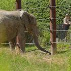 Elefant und Mensch: Nicht auf gleicher Ebene