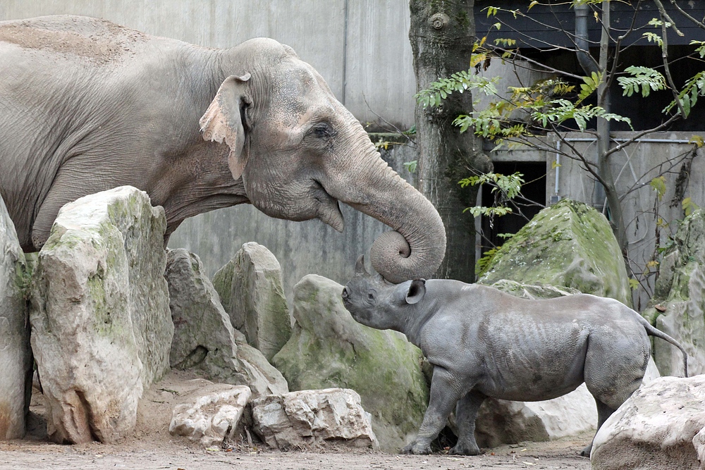 Elefant und Nashornbaby spielen miteinander.