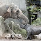 Elefant und Nashornbaby spielen miteinander.