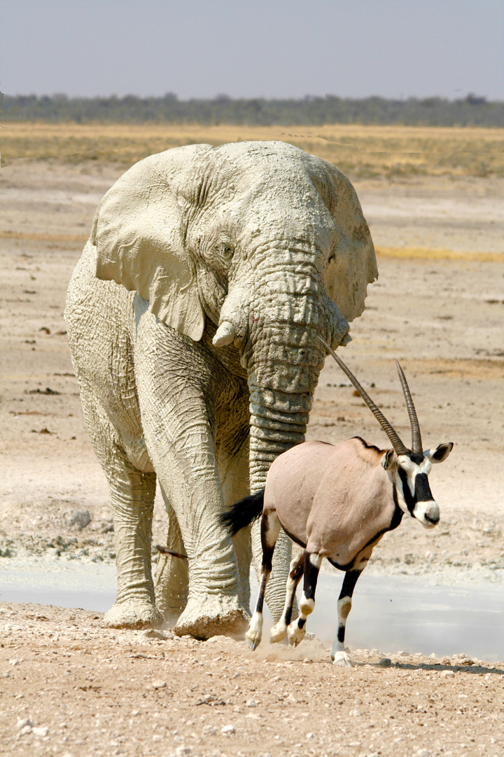 Elefant und Oryx - Revieranspruch
