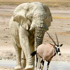 Elefant und Oryx - Revieranspruch
