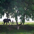 Elefant und Radfahrer