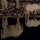 Elefant und Spitzmaulnashorn am Wasserloch (Etosha Park, Namibia)