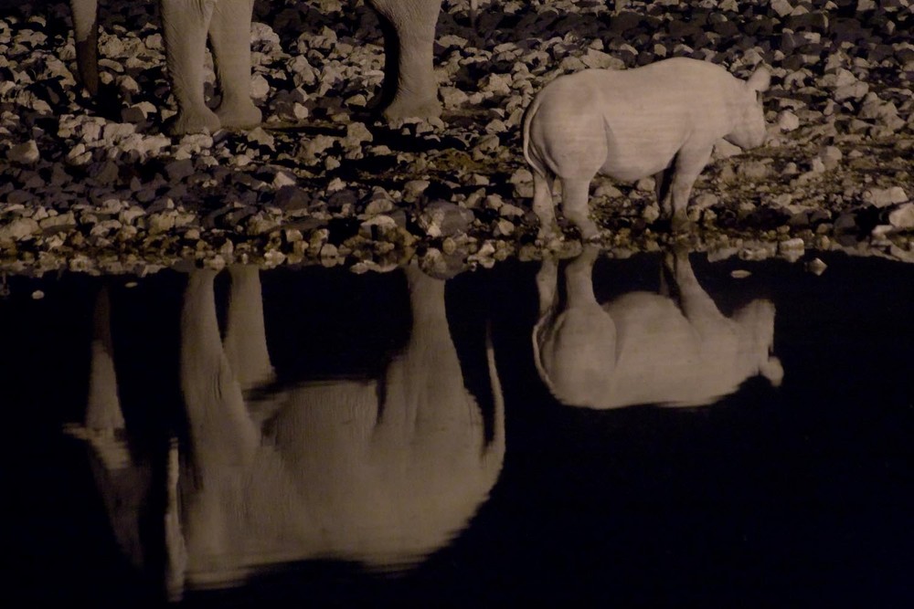 Elefant und Spitzmaulnashorn am Wasserloch (Etosha Park, Namibia) von ChristophD. 