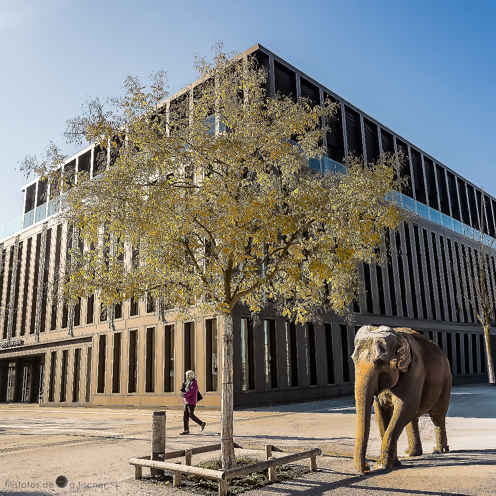 Elefant und Stadthalle