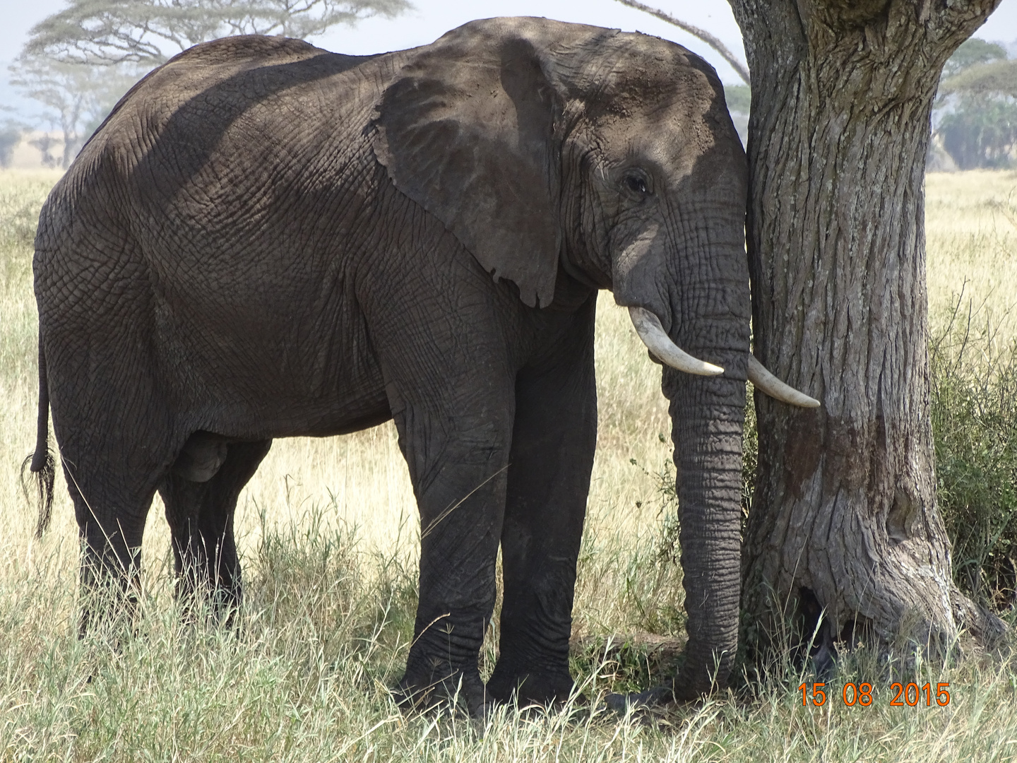 Elefant unter Baum