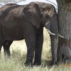 Elefant unter Baum