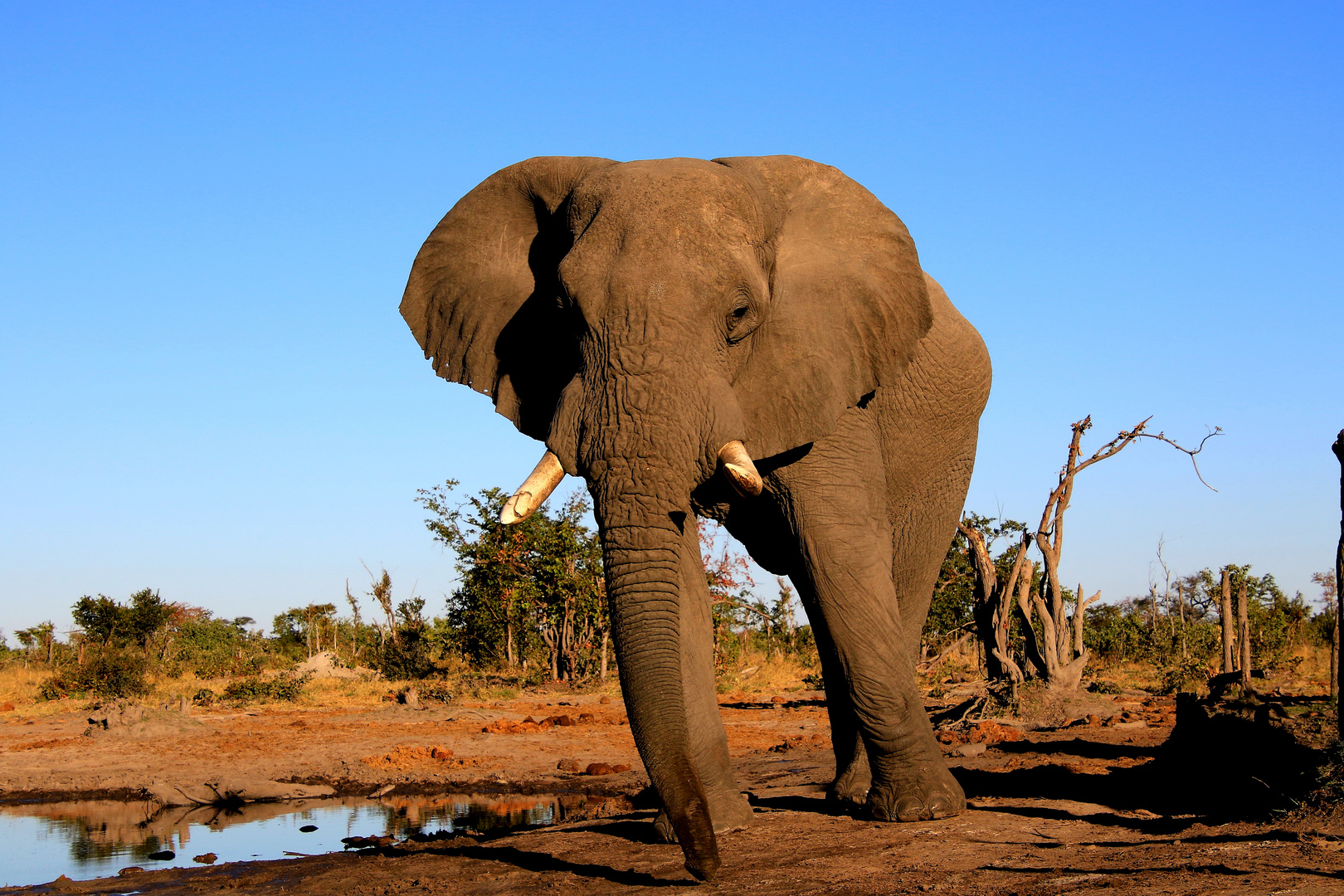 Elefant unter Beobachtung