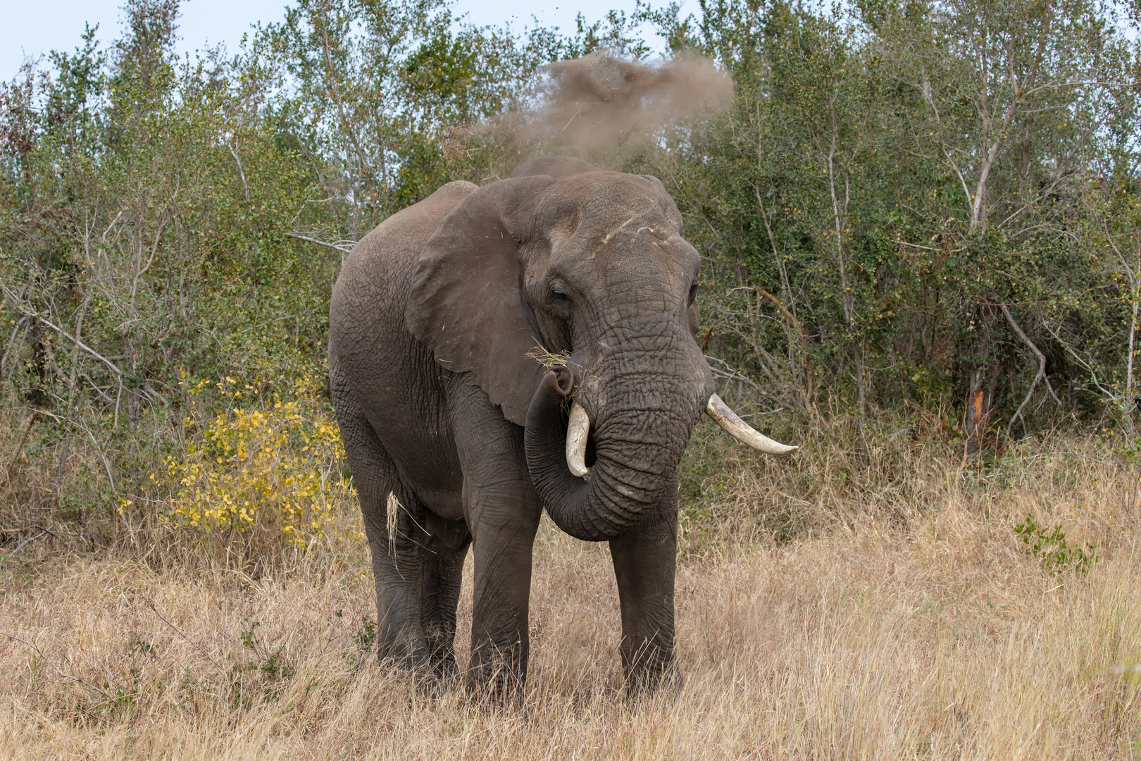 Elefant unter der Staubdusche